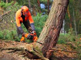 Best Fruit Tree Pruning  in Fowlerville, MI