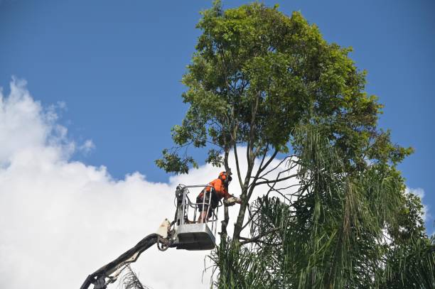 How Our Tree Care Process Works  in  Fowlerville, MI