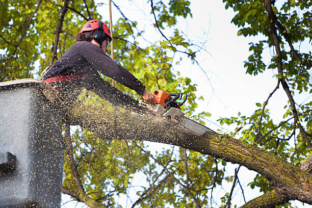 Best Seasonal Cleanup  in Fowlerville, MI