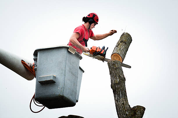 Best Commercial Tree Services  in Fowlerville, MI